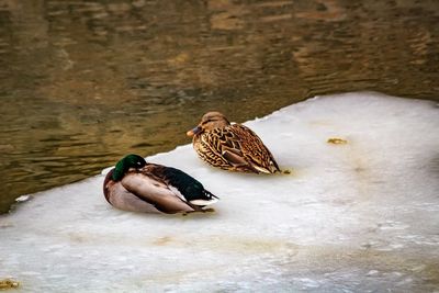 Duck swimming in water