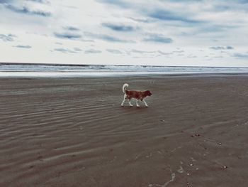 Scenic view of beach against cloudy sky