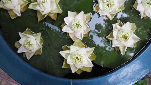 High angle view of rose bouquet on white table