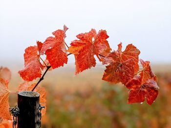 Red wine leaves on a wooden pole