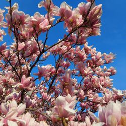 Low angle view of cherry blossoms in spring
