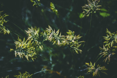 Close-up of fresh green plants