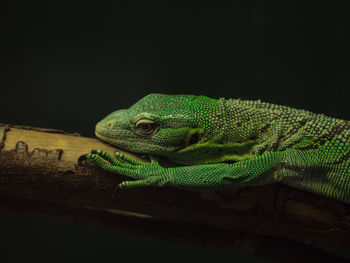 Close-up of lizard on black background