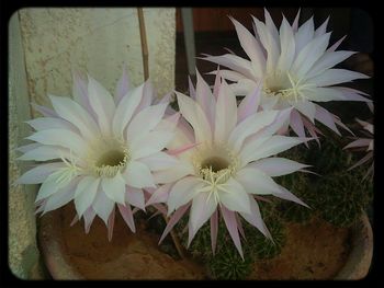 Close-up of white flowers