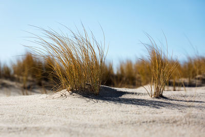 Close-up of sand on field against clear sky