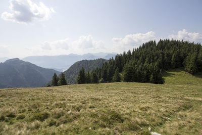 Scenic view of trees on field against sky