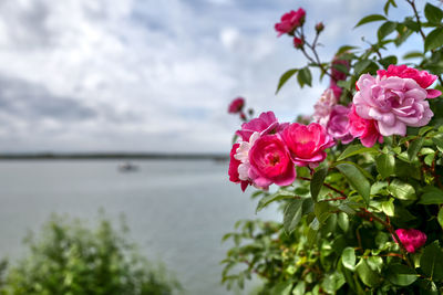 Close-up of pink rose