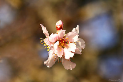 Close-up of beautiful flowers blooming in park