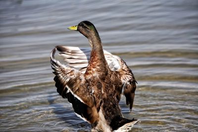 Close-up of duck swimming in lake