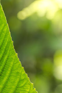 Close-up of fresh green plant