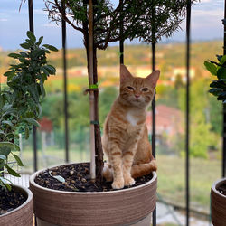 Cat sitting in a pot