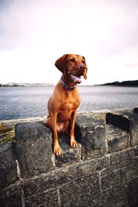 Dog looking away while sitting on sea shore against sky