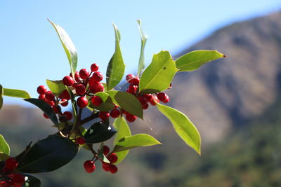 Close-up of fresh red plant against sky