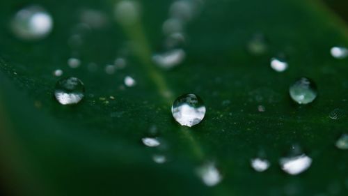 Close-up of water drops on leaf