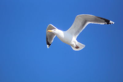 Low angle view of seagull against sky