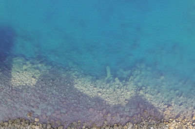 High angle view of coral in sea