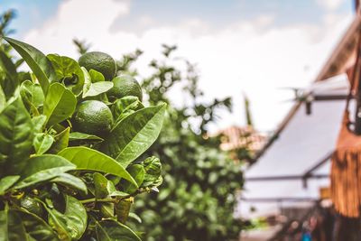 Close-up of fresh green leaves against sky