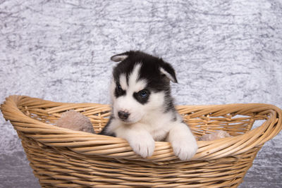 Close-up of siberian husky puppy in wicker basket by wall