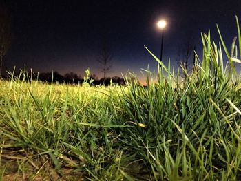 Wheat growing on field against sky at night