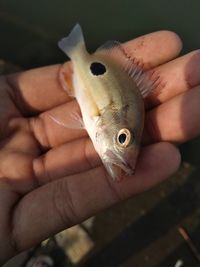 Close-up of hand holding fish