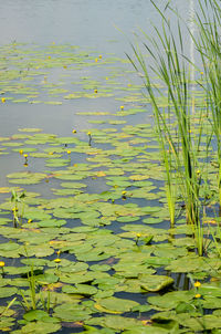 View of lotus water lily in lake