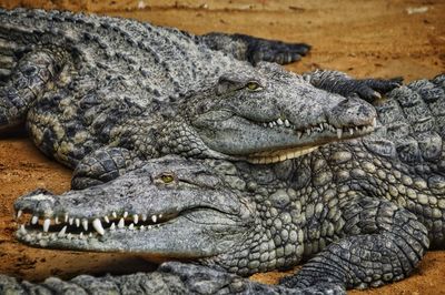 Two crocodiles