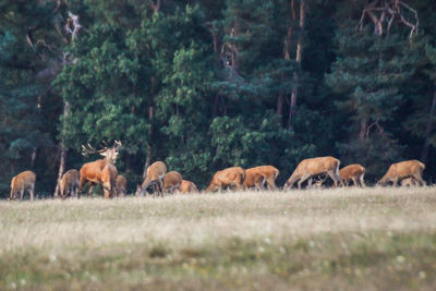 group of animals