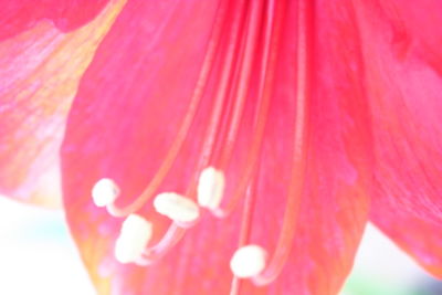 Extreme close up of pink flower