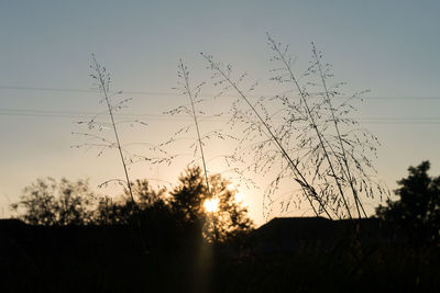 Low angle view of silhouette plants against sky during sunset