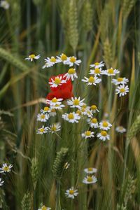 Close-up of poppy flowers blooming outdoors