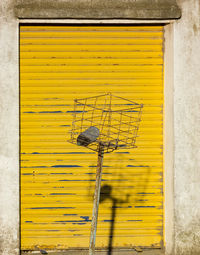 Close-up of yellow lizard on wall