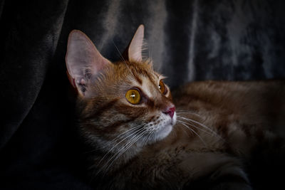 Close-up portrait of a cat looking away