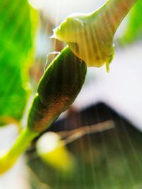 Close-up of fresh green plant