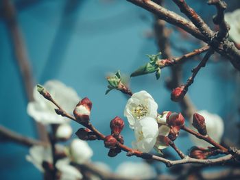 Close-up of cherry blossoms in spring