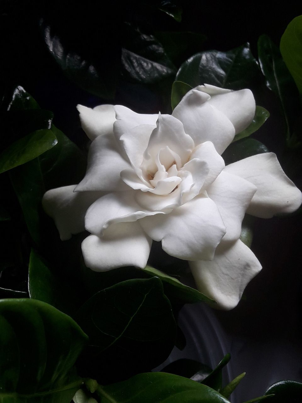CLOSE-UP OF WHITE ROSE ON PLANT