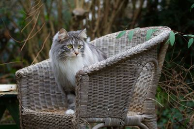 Portrait of horse sitting outdoors