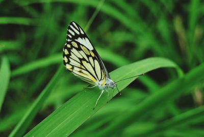 Close-up of butterfly on leaf