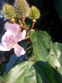 Close-up of pink flower tree