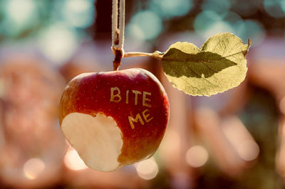 Close-up of heart shape hanging on tree