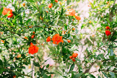 Close-up of orange flowering plants