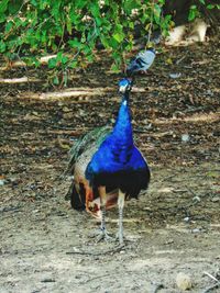 Close-up of peacock on field