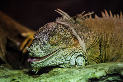 Close-up of iguana with eyes closed on tree trunk