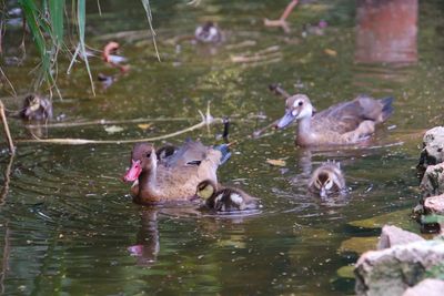 Ducks swimming in lake