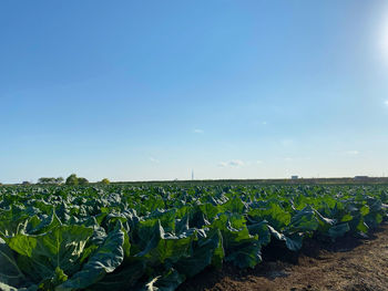 Crops growing on field against sky