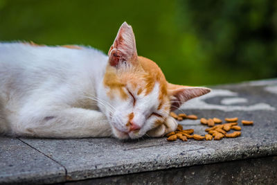 Close-up of a cat sleeping