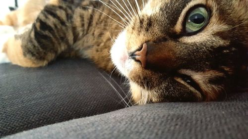 Close-up portrait of cat lying down