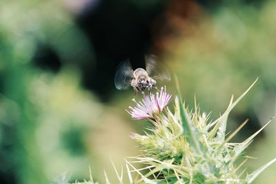 Close-up of bee on purple flower