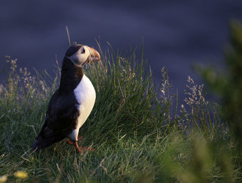 Waiting for the daring puffin