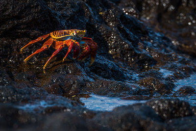 High angle view of crab on rock