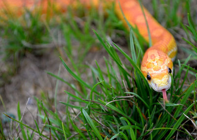 Corn snake in the grass